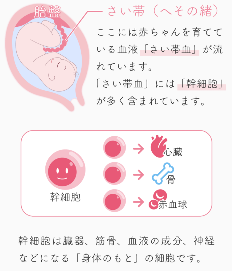 臍帯血には体のもとになる幹細胞が多く含まれている